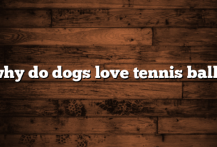 why do dogs love tennis balls