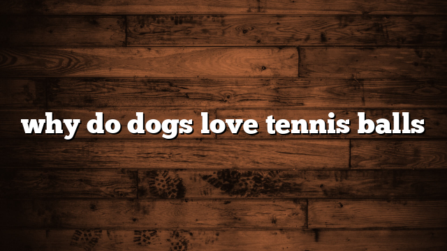 why do dogs love tennis balls