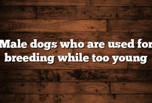 Male dogs who are used for breeding while too young