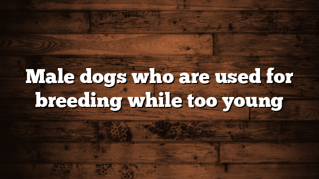 Male dogs who are used for breeding while too young