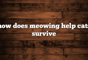 how does meowing help cats survive