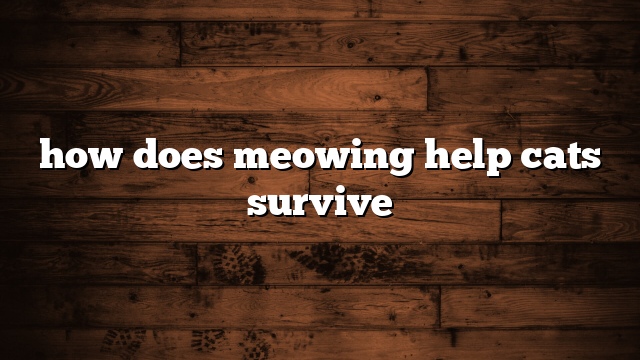 how does meowing help cats survive