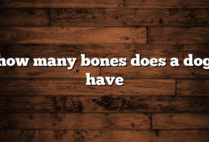 how many bones does a dog have