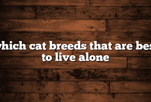 which cat breeds that are best to live alone