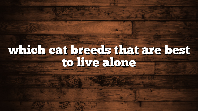 which cat breeds that are best to live alone